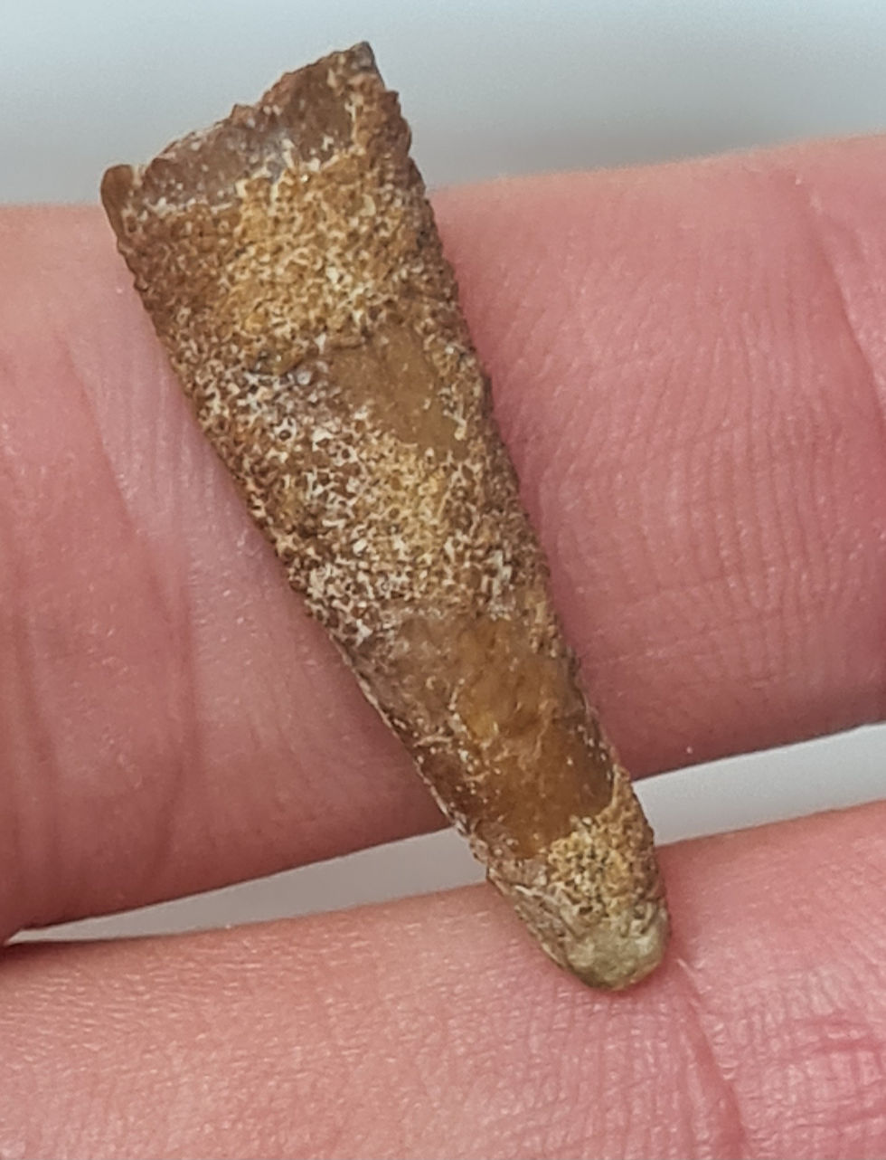 Thumbnail: Pterosaur tooth