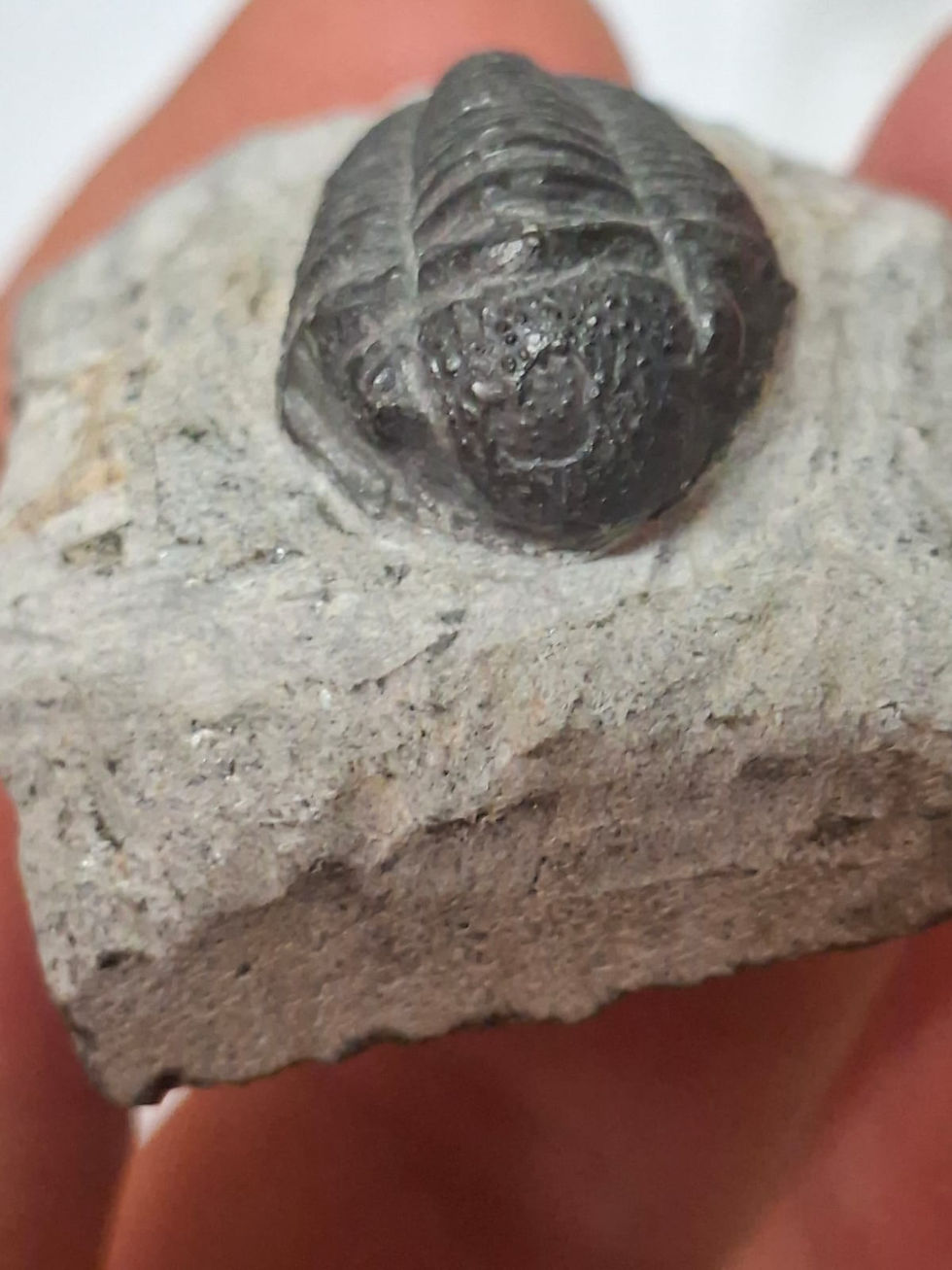 Thumbnail: Gerastos Trilobite
