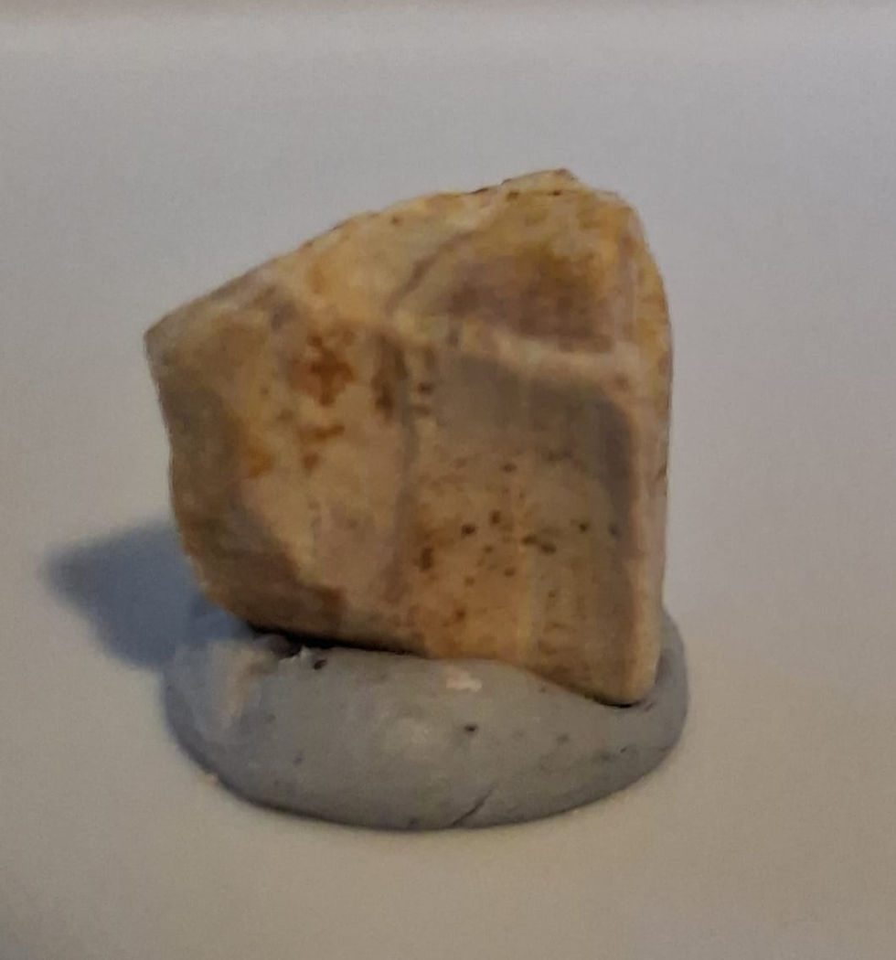Thumbnail: Hadrosaur tooth from the Judith River Formation