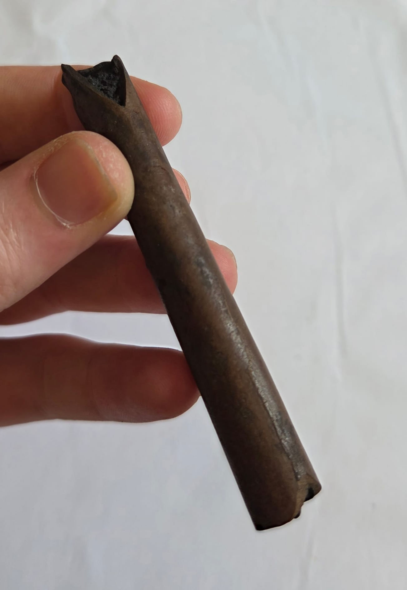 Small Mammal limb bone