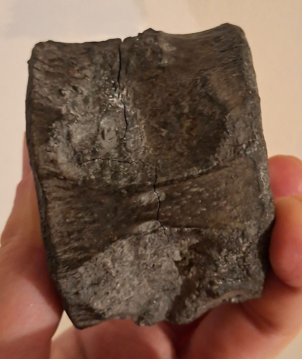 Thumbnail: Iguanodon vertebra from the Isle of Wight