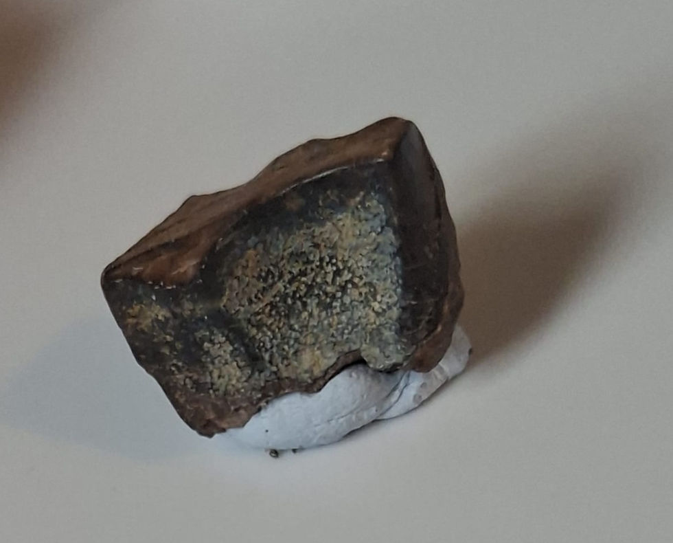 Thumbnail: Hadrosaur tooth from the Judith River Formation