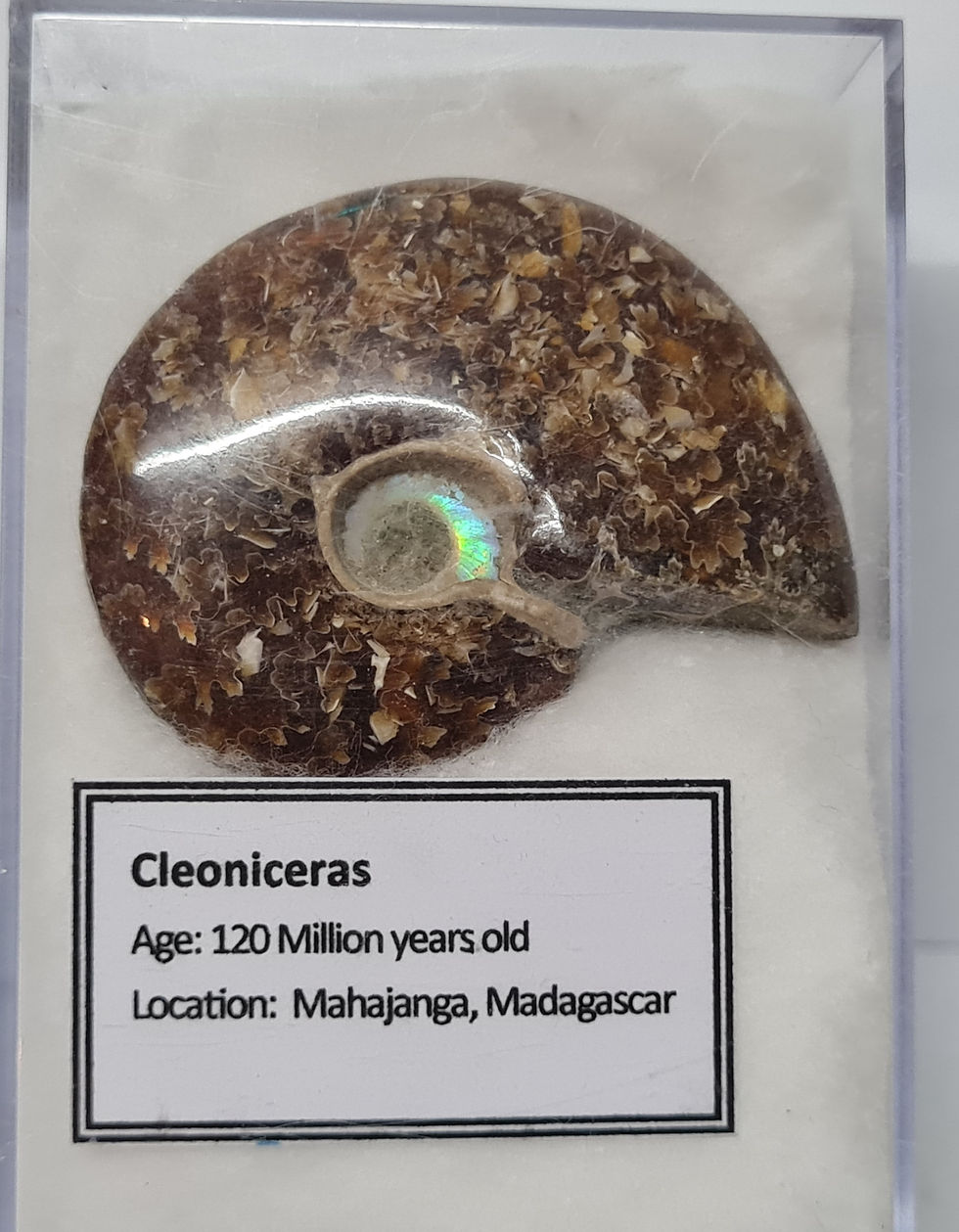 Beautiful Polished Cleoniceras in