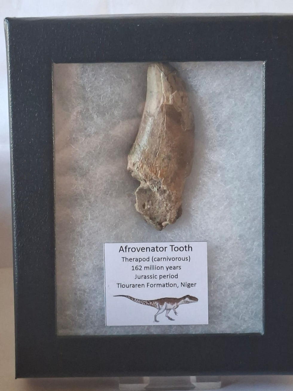 Thumbnail: Afrovenator tooth from Niger