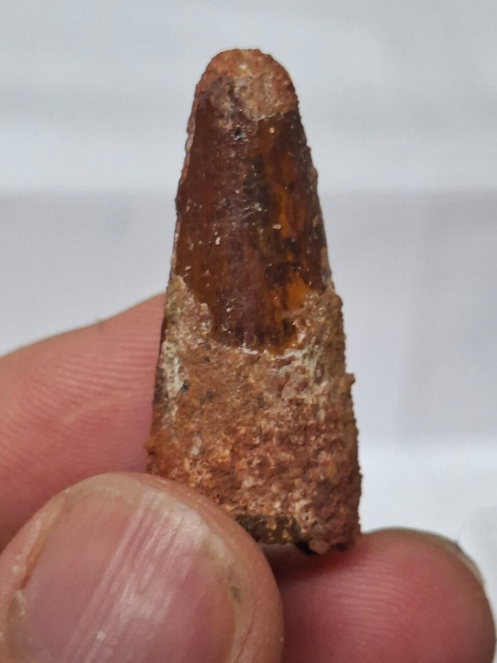 Thumbnail: Spinosaurus tooth in a display box