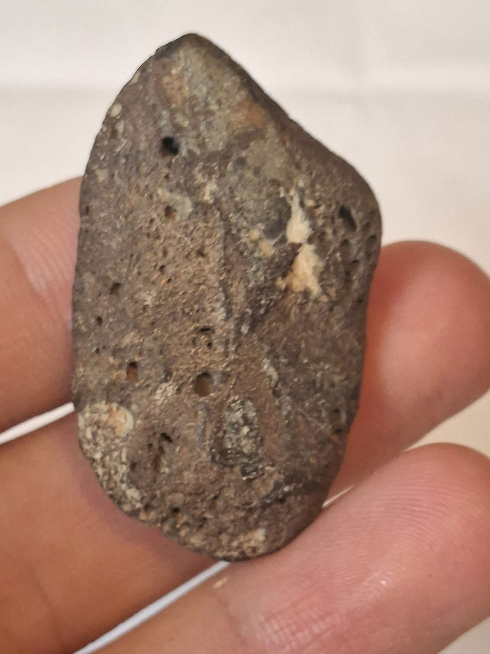 Thumbnail: Iguanodon bone from the Isle of Wight