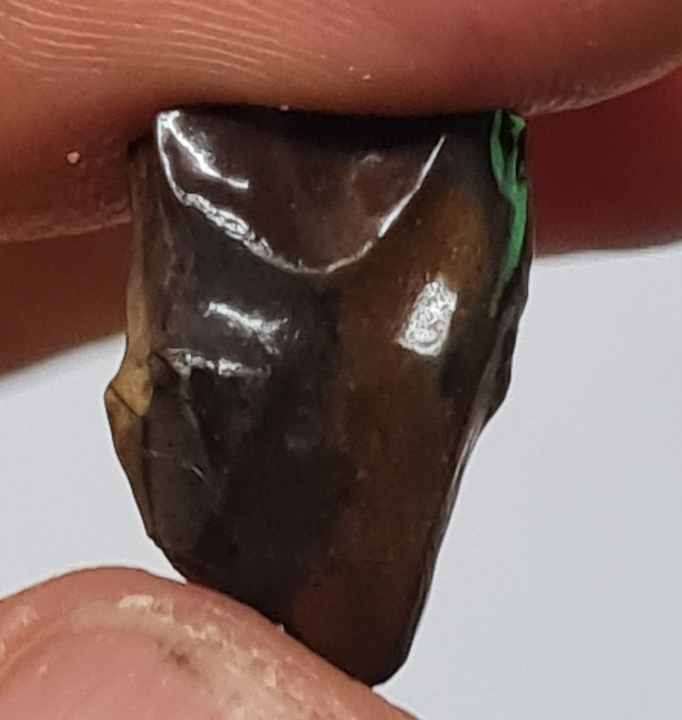 Thumbnail: Triceratops tooth in a display box