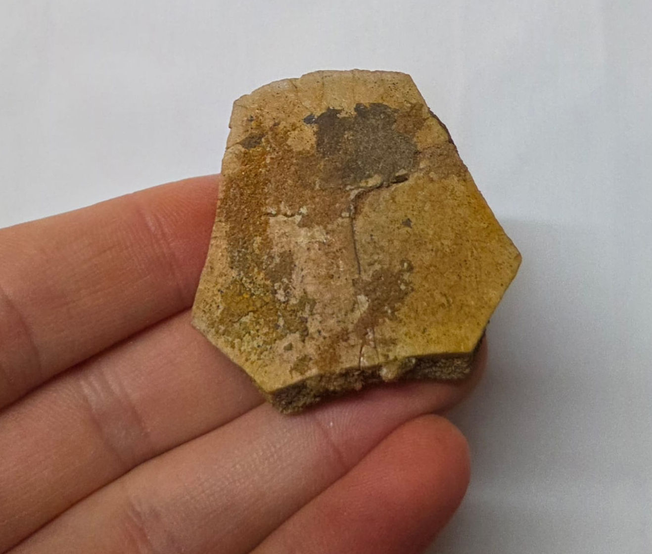 Turtle shell from the Kem Kem Beds