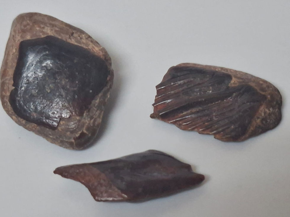 Thumbnail: Fish Scales from the Kem Kem Beds