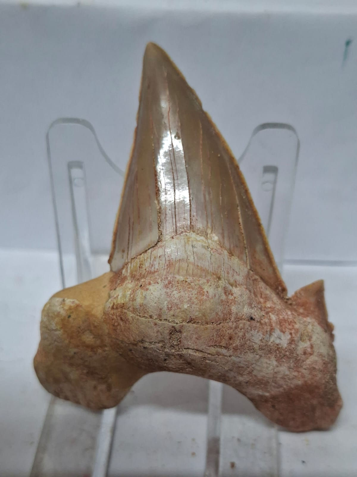 Big Otodus Obliquus Shark Tooth