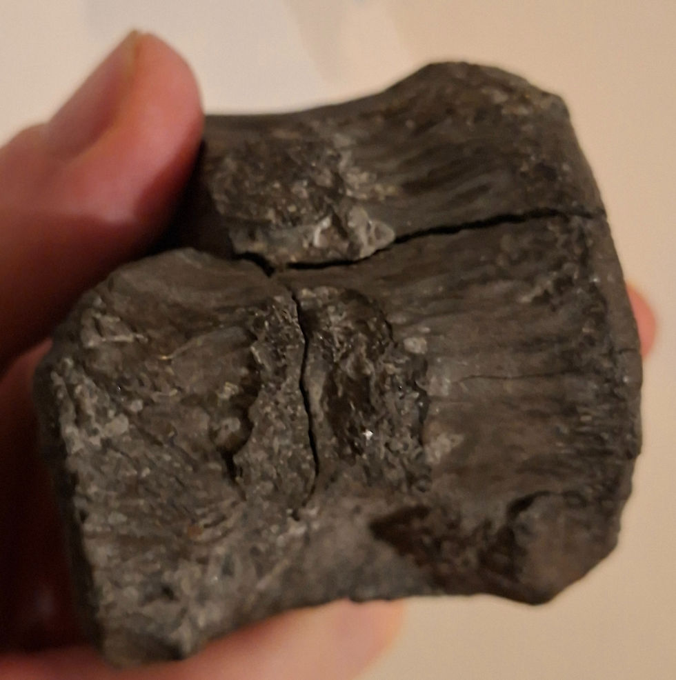 Thumbnail: Iguanodon vertebra from the Isle of Wight