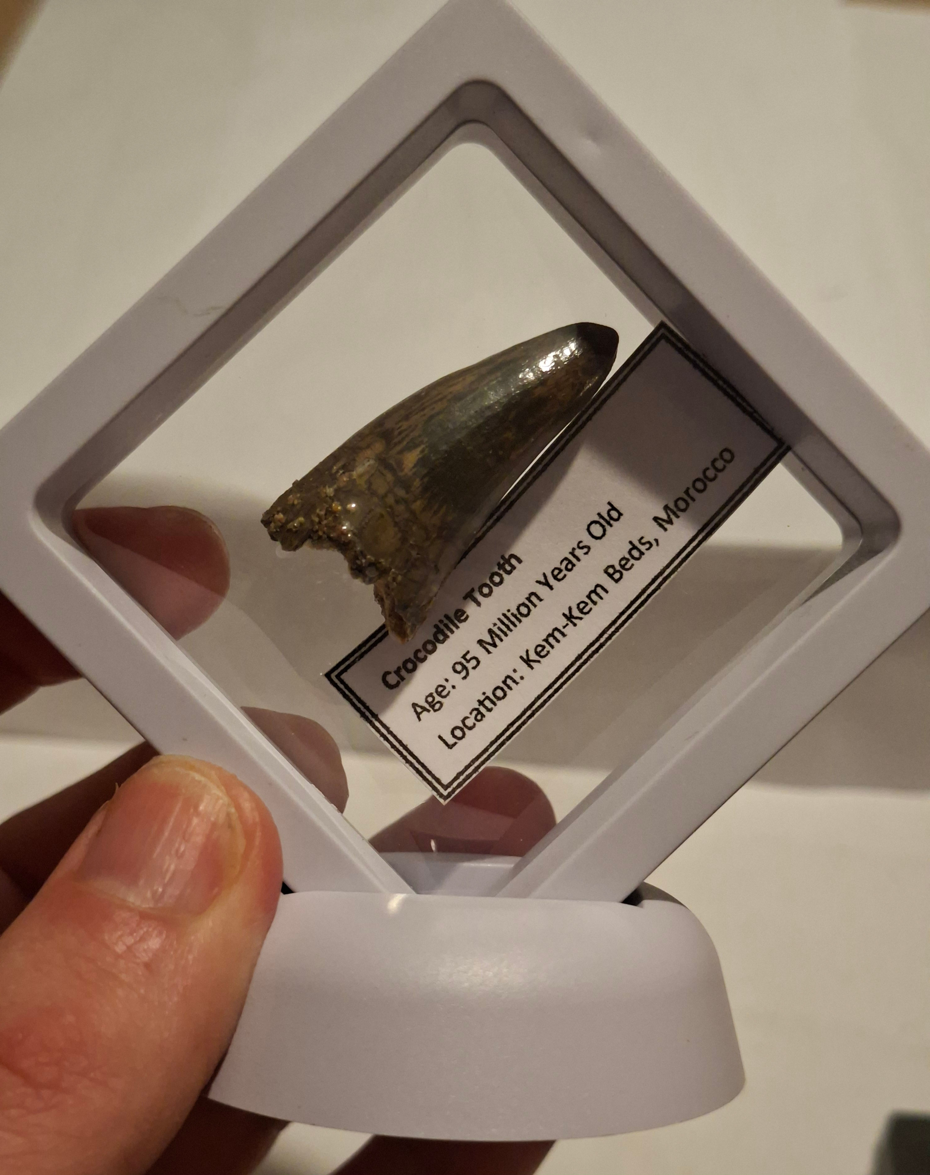 Crocodilian tooth in a floating frame