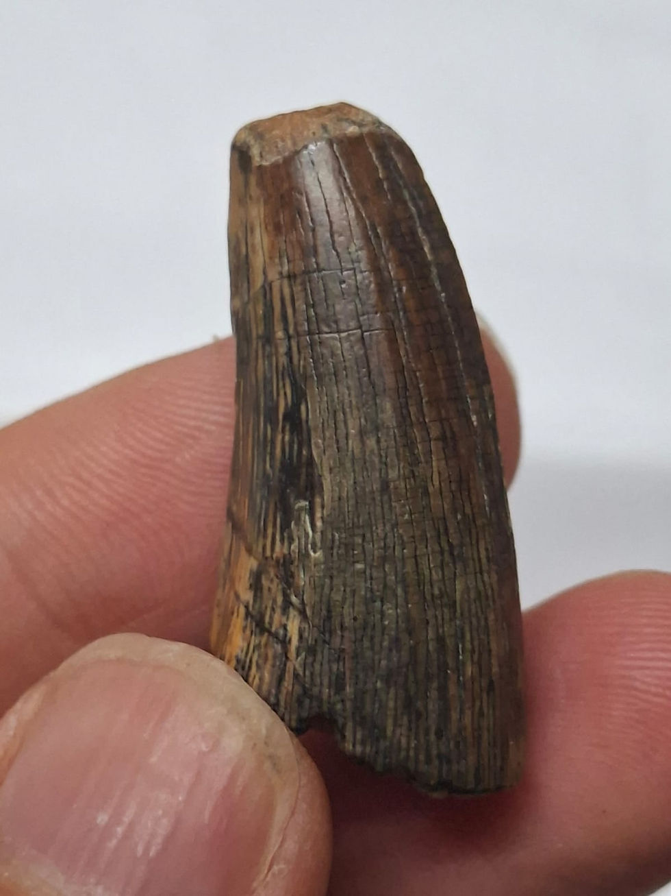 Thumbnail: Beautiful Suchominus tooth