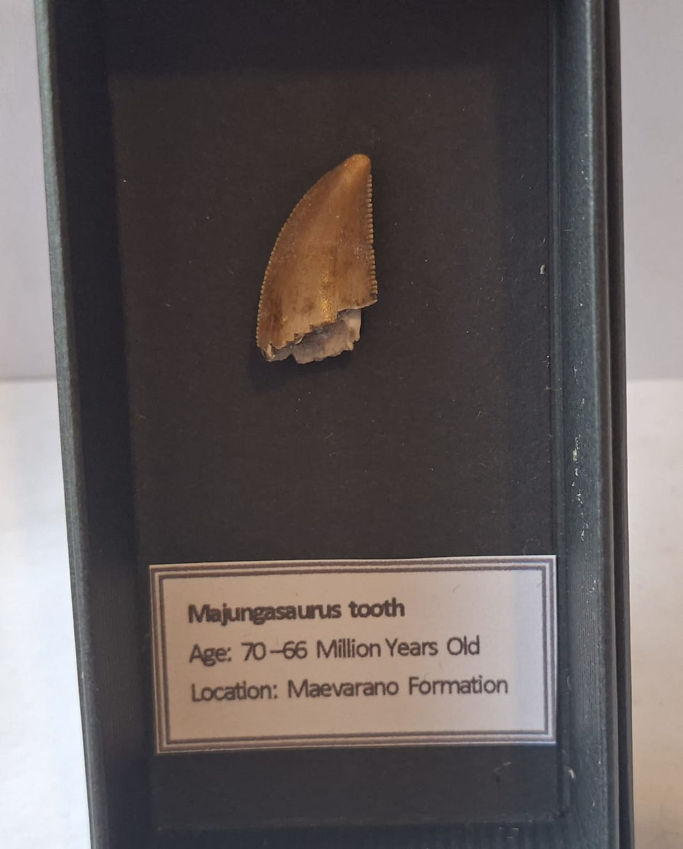 Thumbnail: Majungasaurus tooth in a display box