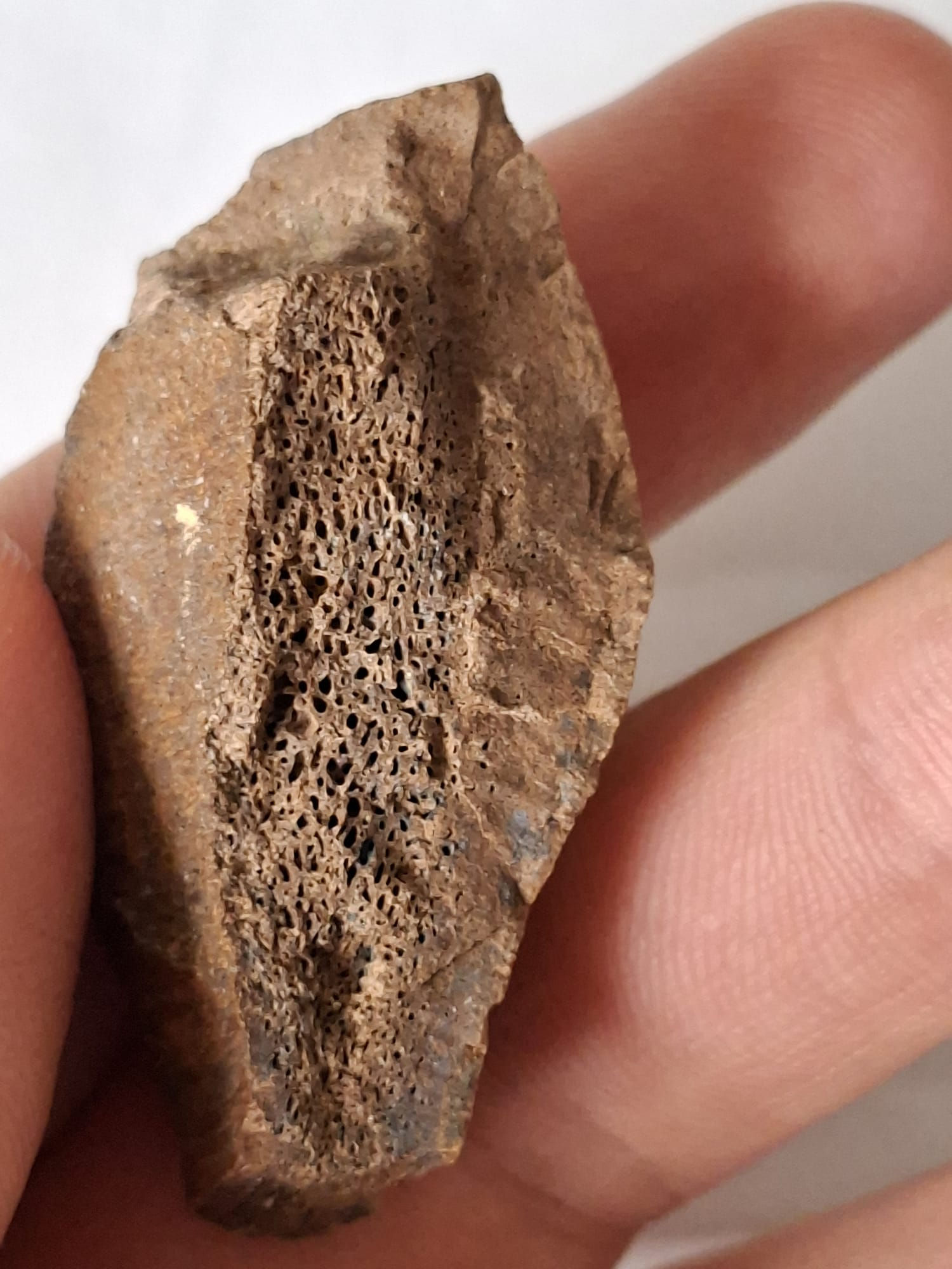 Dinosaur bone from the Judith River Formation
