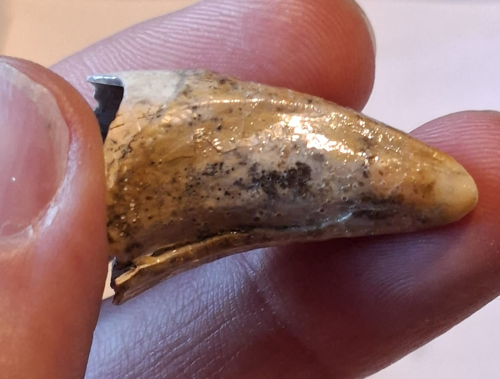 Thumbnail: Cave Bear Canine