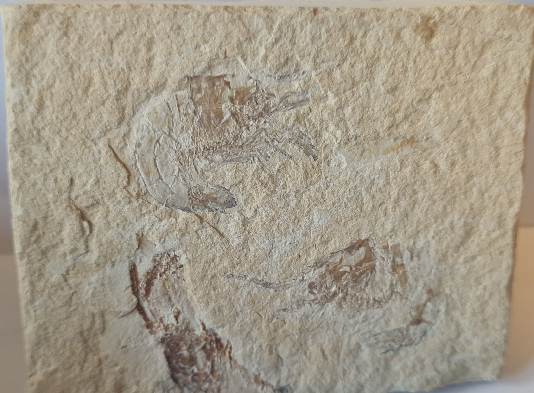 Fossil shrimps from Lebanon