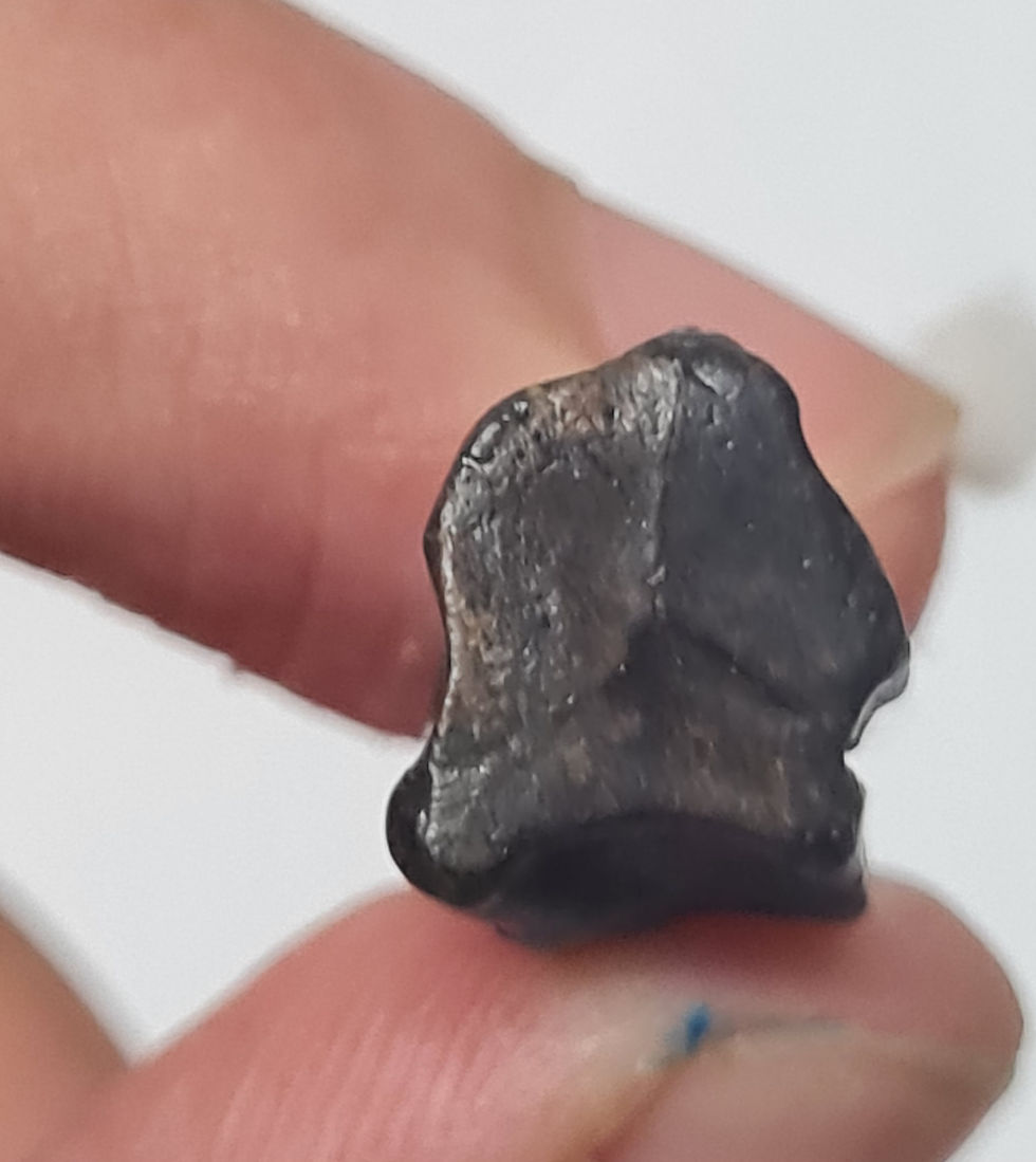 Thumbnail: Triceratops tooth!