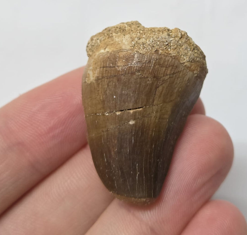 Thumbnail: Mosasaur Tooth