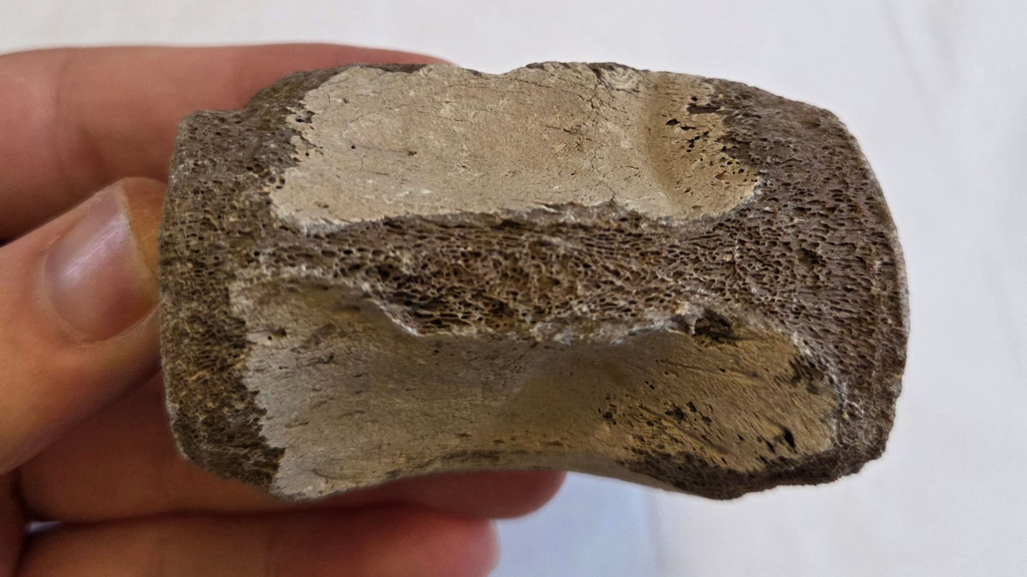 Whale Vertebra from Florida