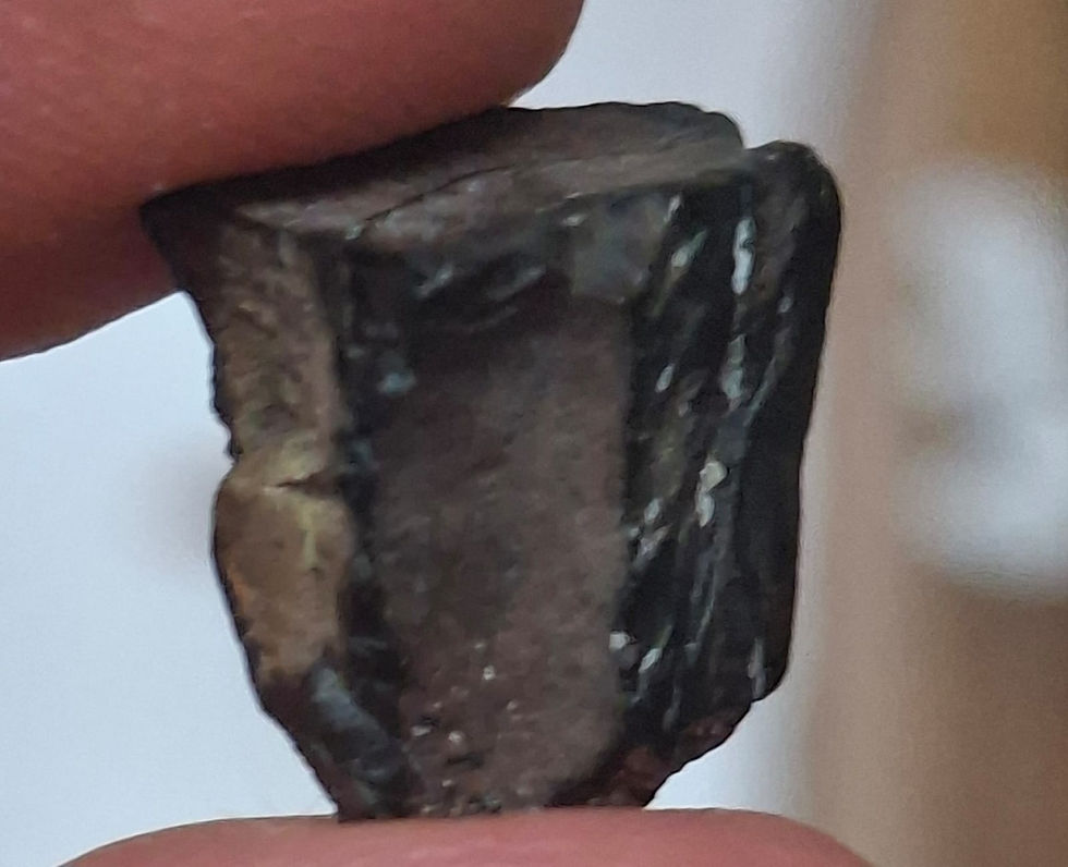 Thumbnail: Rare Iguanodon Tooth from the Isle of Wight