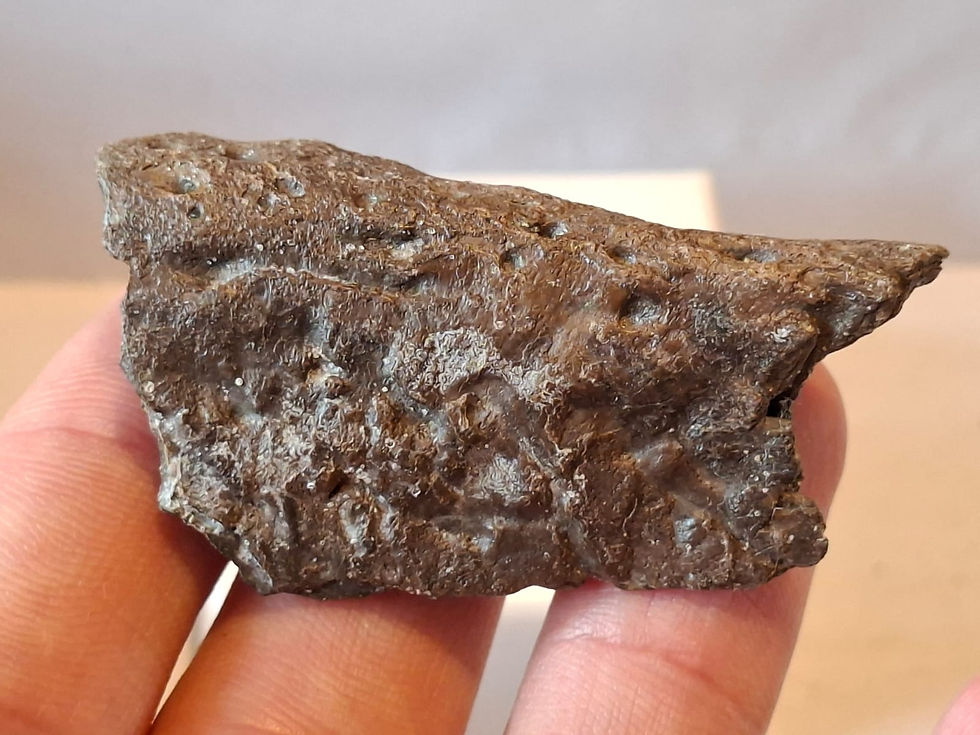 Thumbnail: Lovely Alligator jaw section!