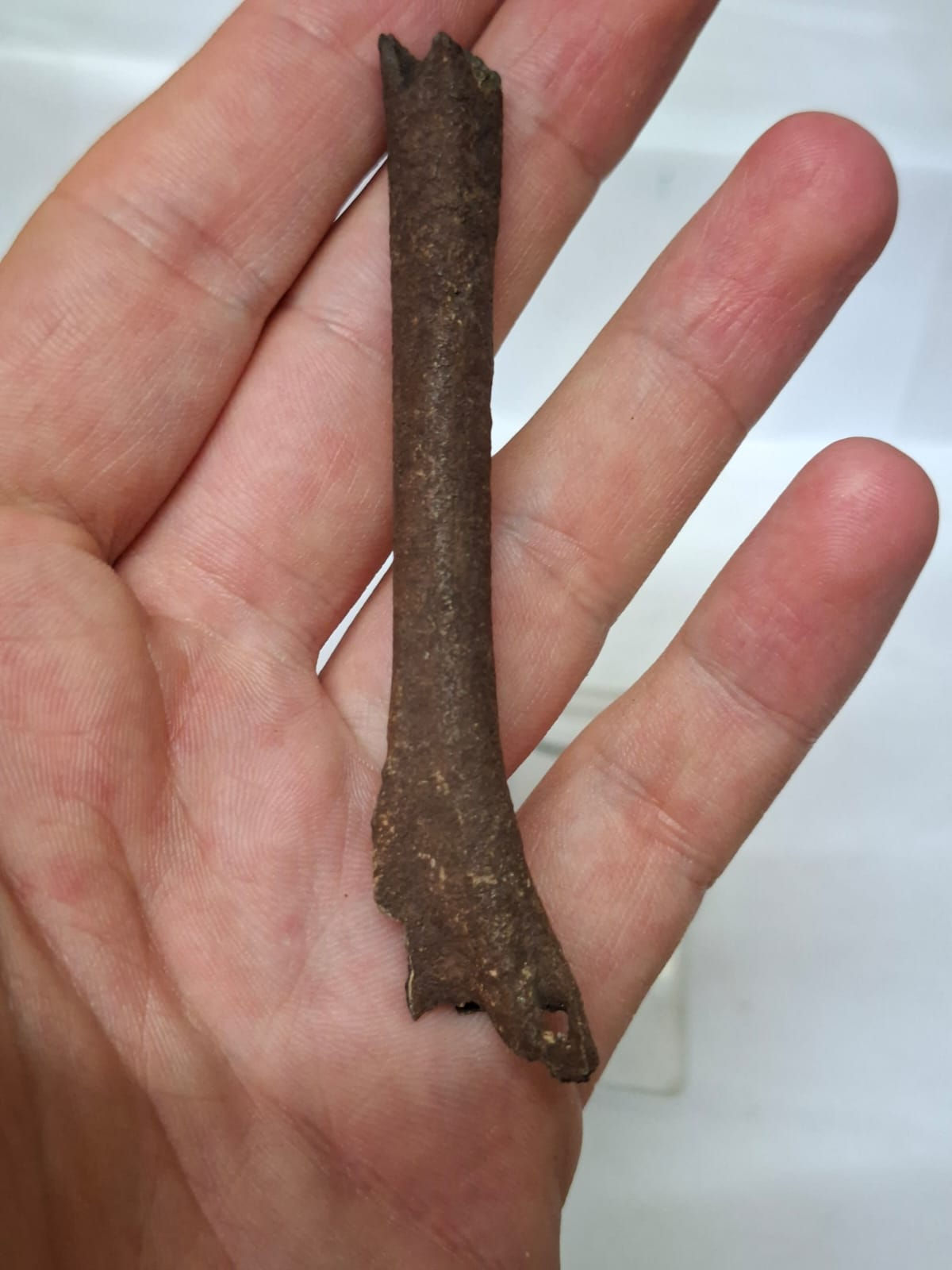 Bird bone from the famous La Brae