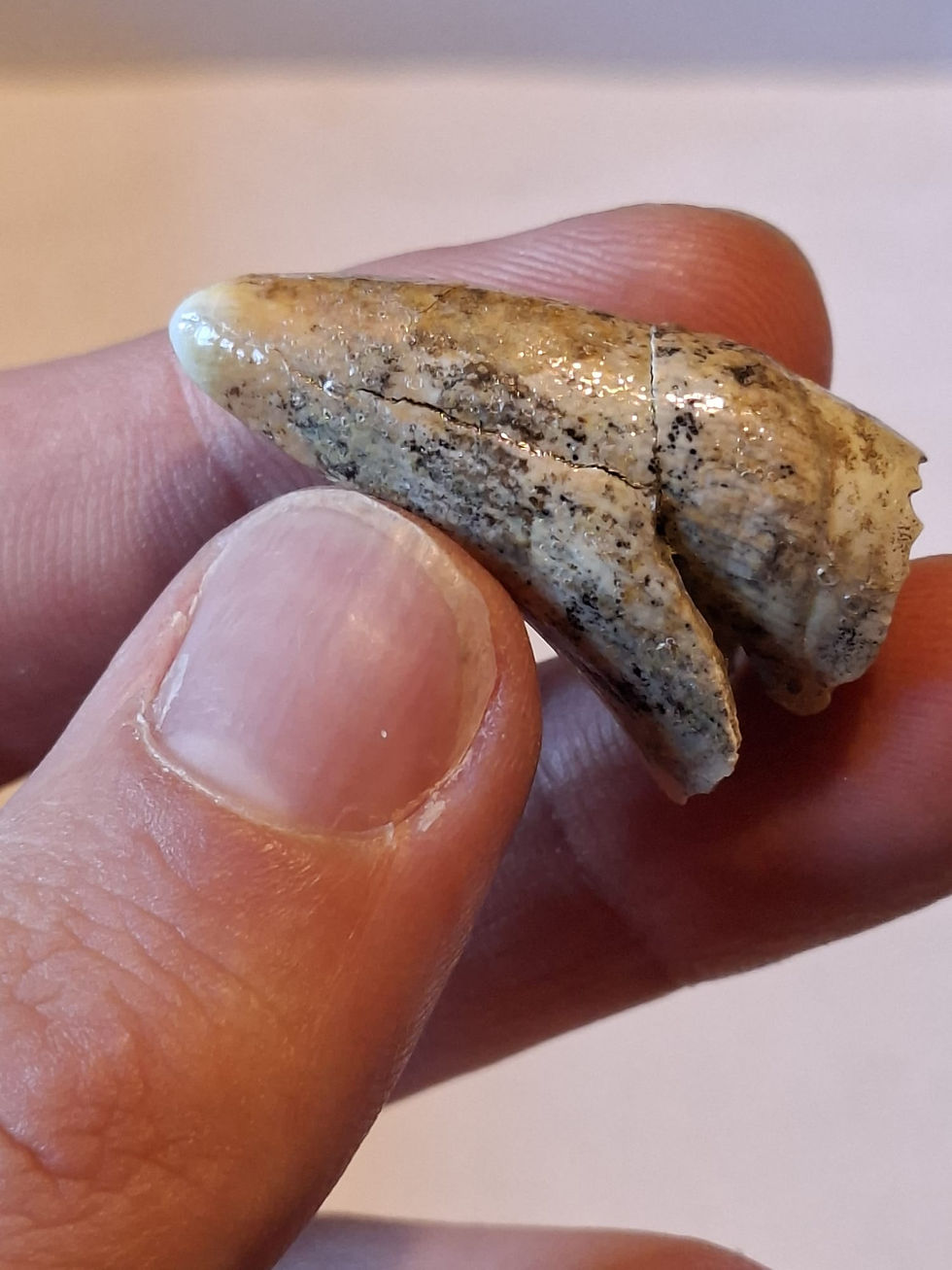 Thumbnail: Cave Bear Canine