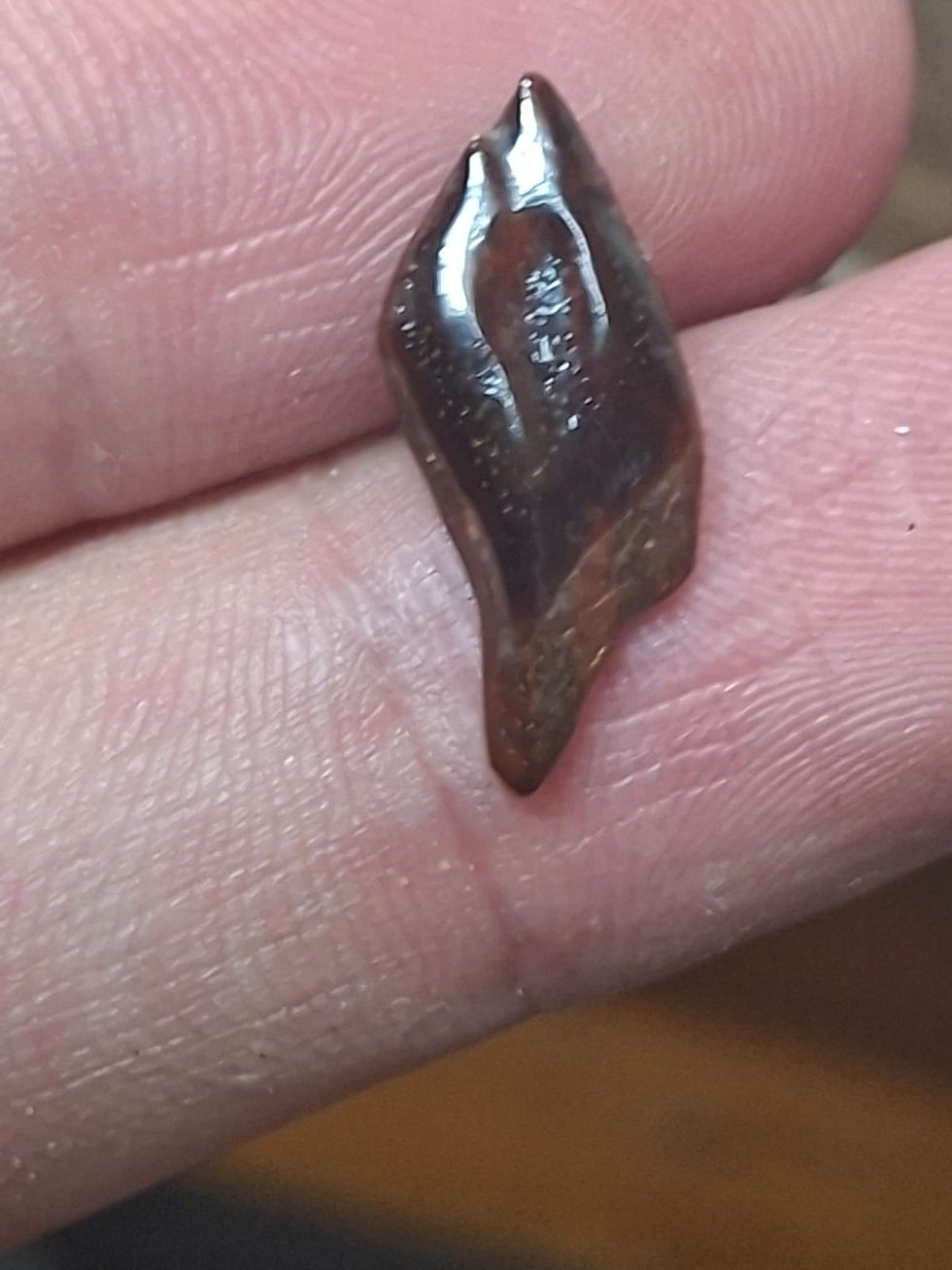 Thumbnail: Fish Scales from the Kem Kem Beds