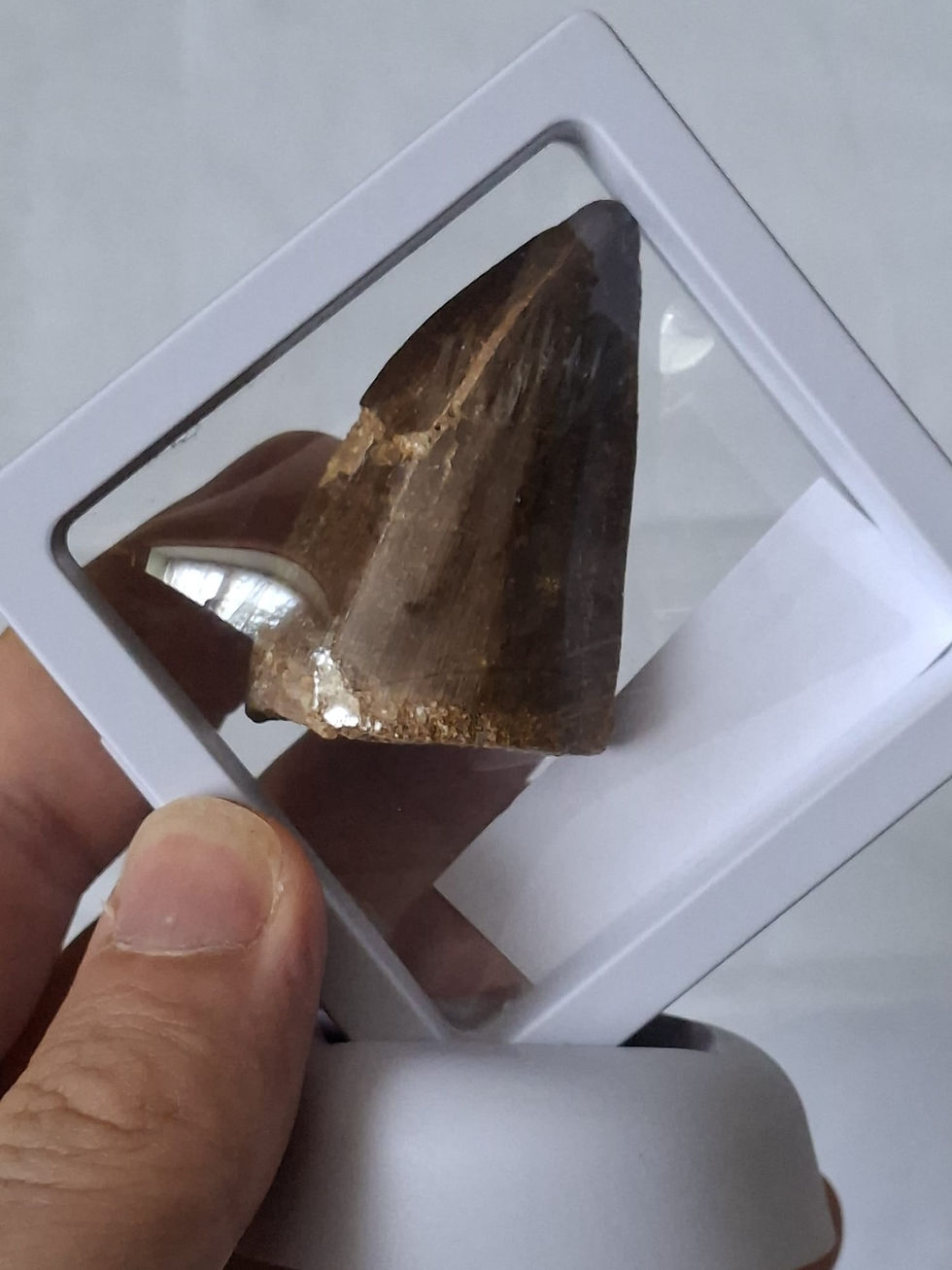 Thumbnail: Mosasaur tooth in a floating frame
