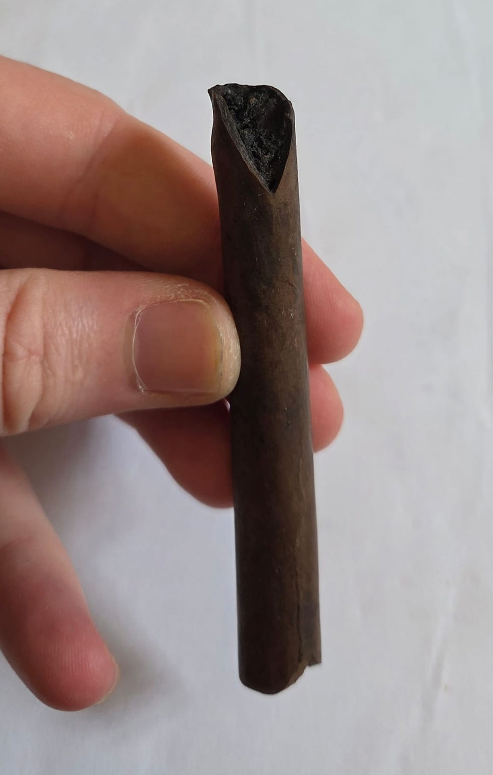 Thumbnail: Small Mammal limb bone