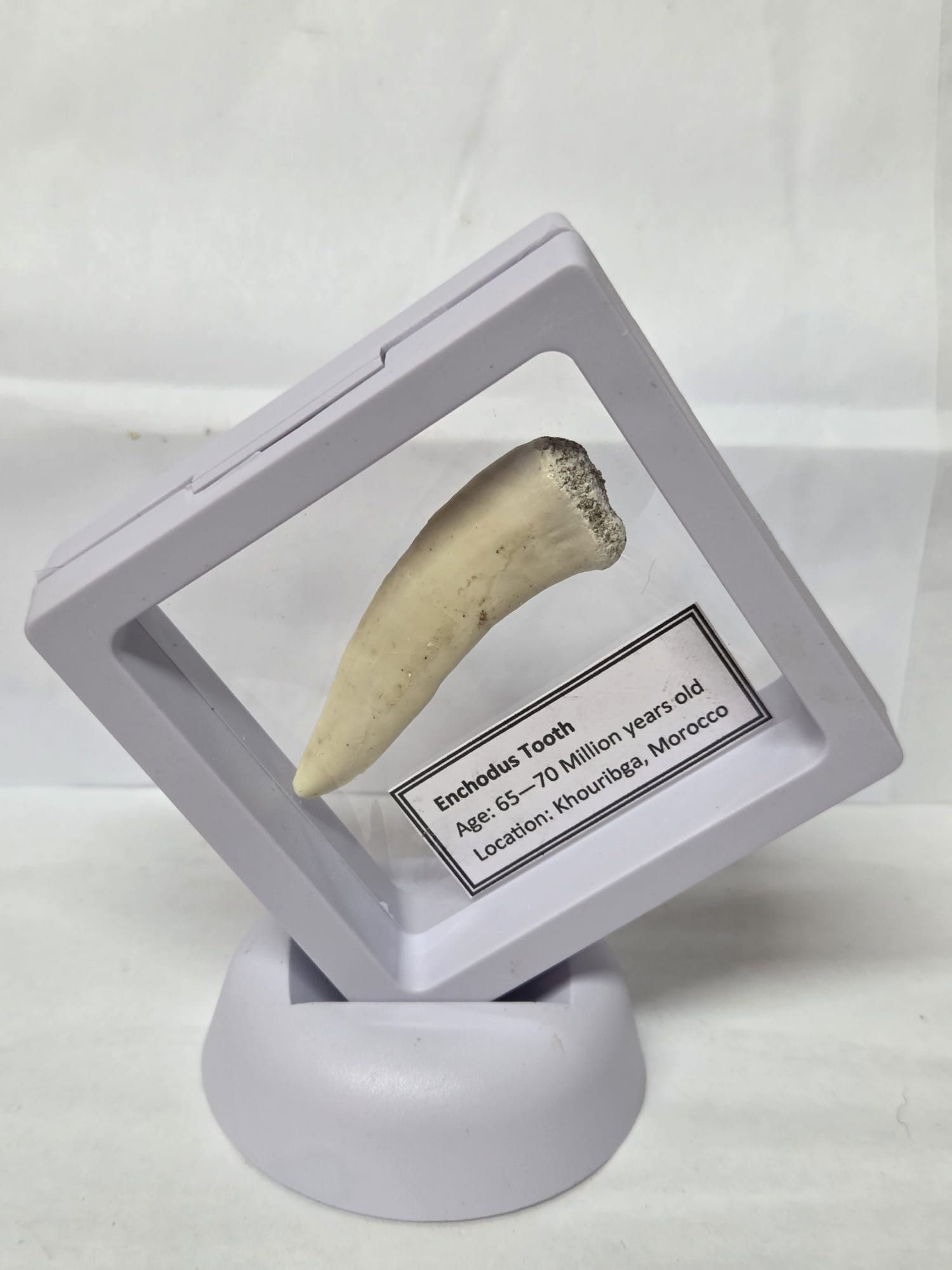 Enchodus Tooth in a floating frame