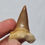 Thumbnail: Framed Otodus Shark Tooth