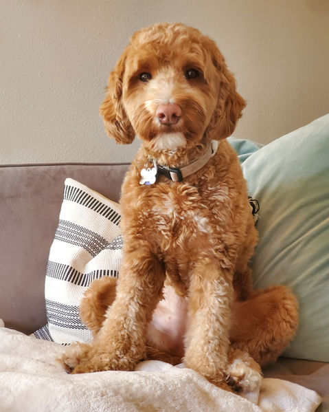 Cozy at-home dog portrait in Seattle living room with natural window light.