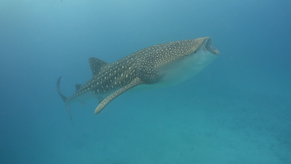 Whale shark swimming underwater in the Maldives