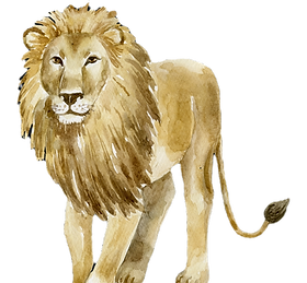 Lion in watercolor