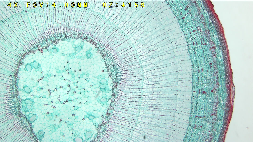 Woody-stem