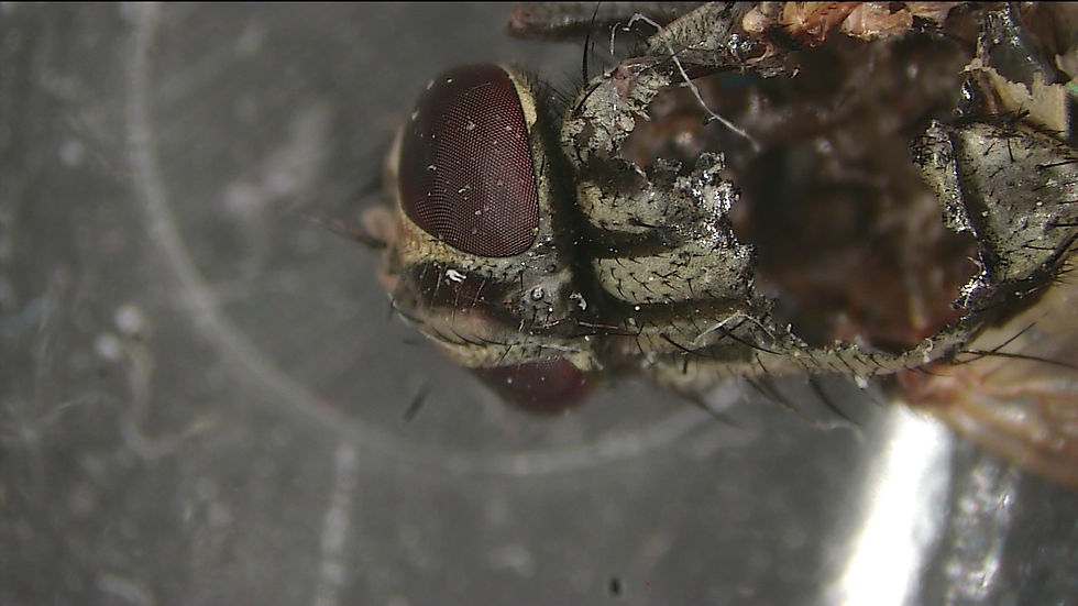 Compound-eye