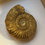 Miniature : Ammonite Parkinsonia Radiata