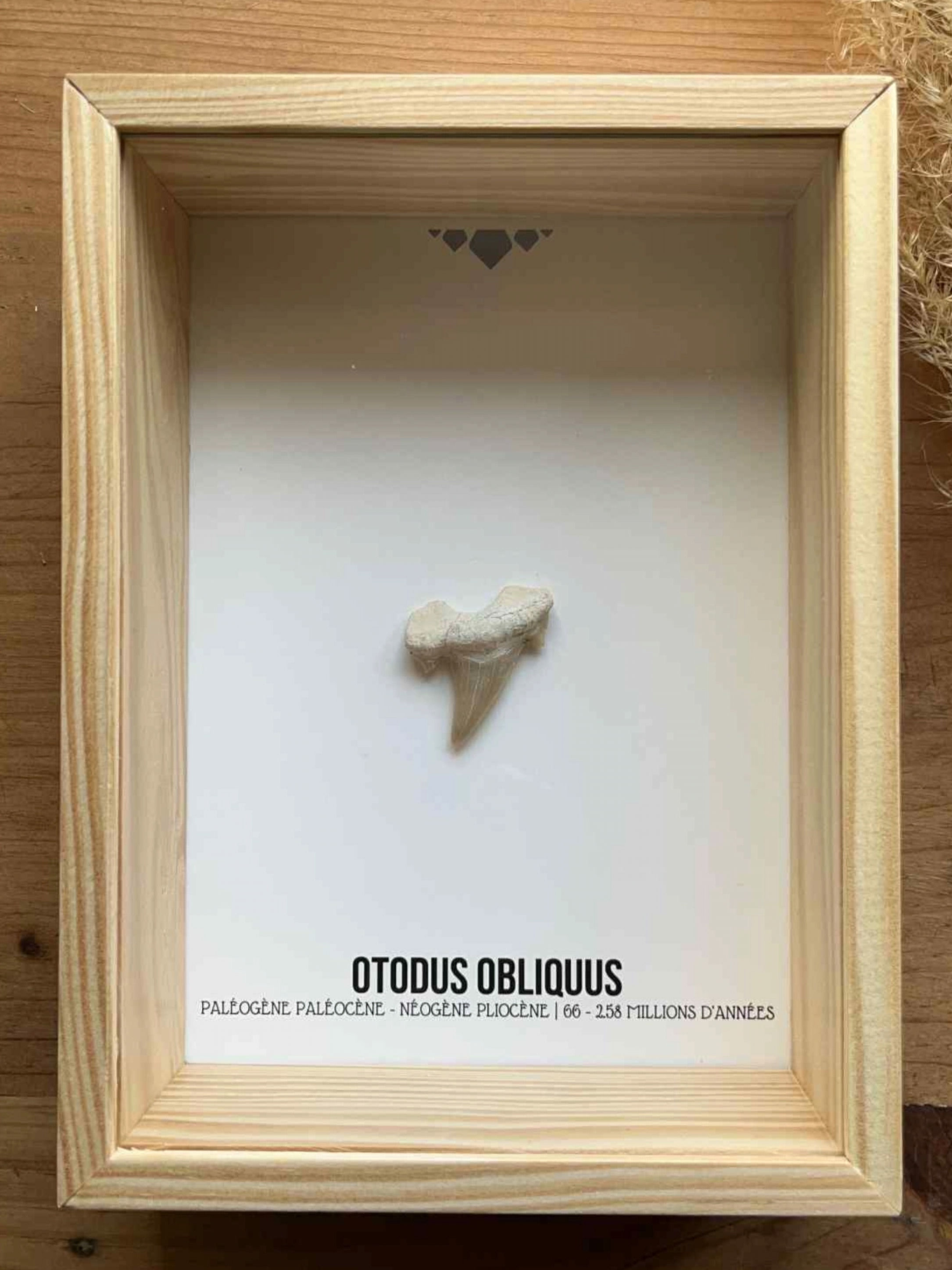 Dent d'Otodus Obliquus