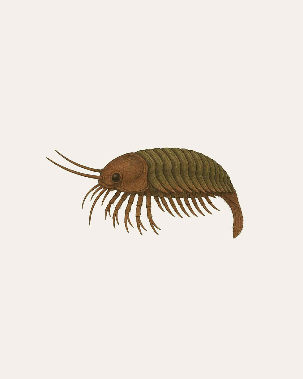 Miniature : Trilobite Phacops