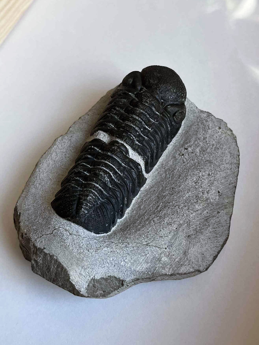Miniature : Trilobite Phacops
