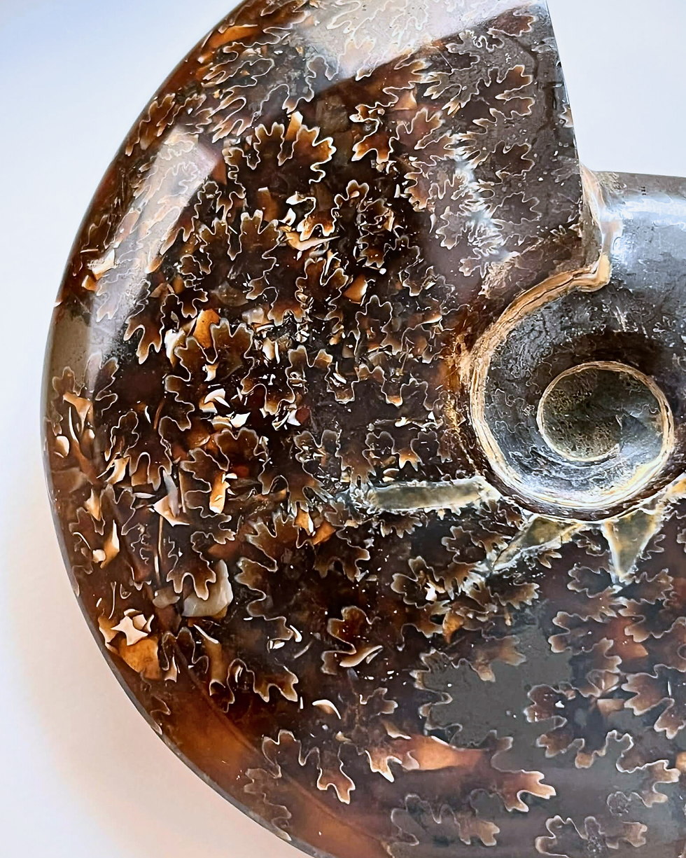 Miniature : Ammonite Cleoniceras Besairiei