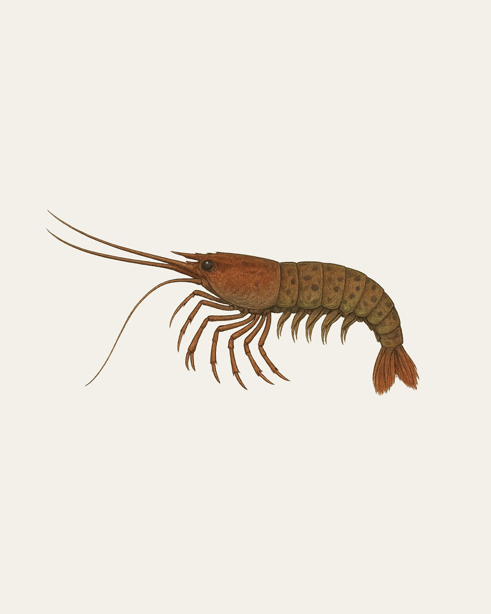 Miniature : Crevette Carpopenaeus Callisrostris