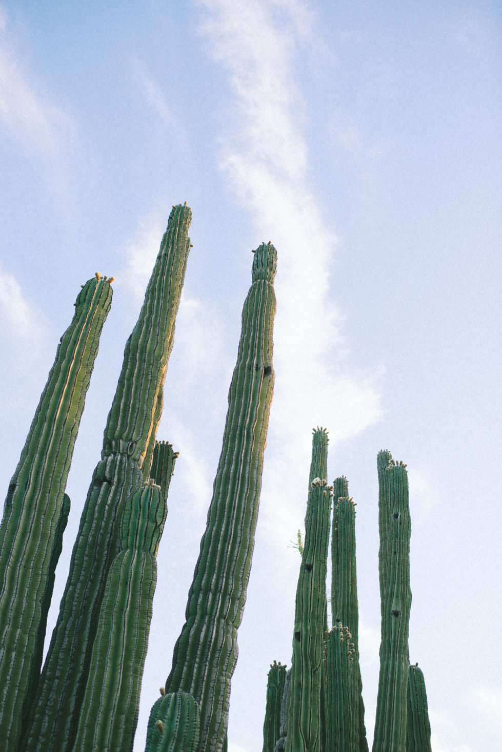 Desert Botanical Gardens6.jpg