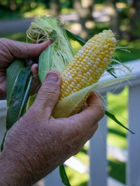 person holding corn during daytime
