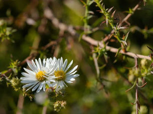 Saints and consequence