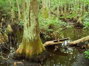 Musings from Four Holes Swamp