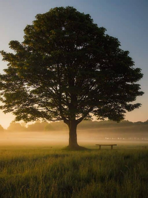 green leafed tree surrounded by fog during daytime
