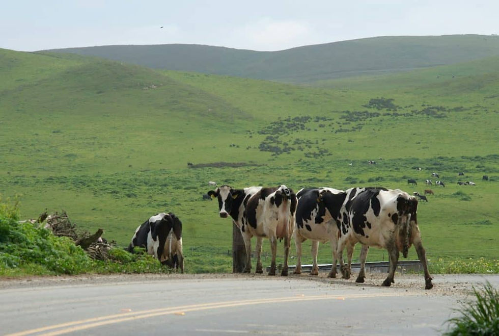 The day the cows escaped